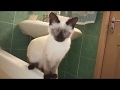 В ванной я и Тайская кошка