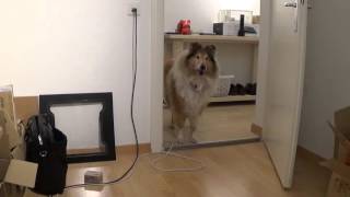 Dog cant enter room