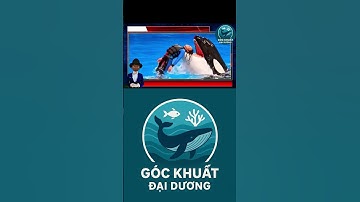 cá voi sát thủ #jessica