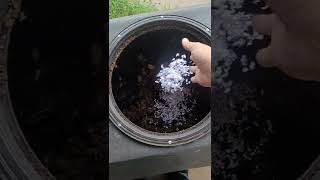 bought a shredder and a look at my last batch of compost