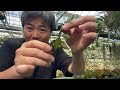 【雑談】根を整理しながら