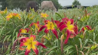 Kucko's Camera: Cottage Gardens daylillies