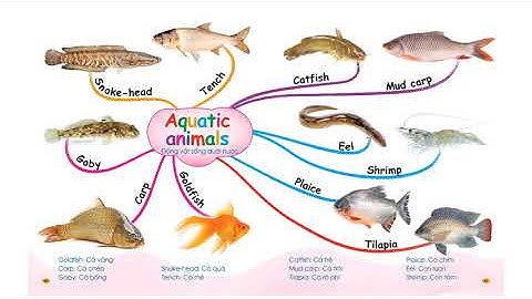 Bé chinh phục từ vựng tiếng anh--Aquatic animals--Chủ đề động vật sống dưới nước--58-61(bản mới)