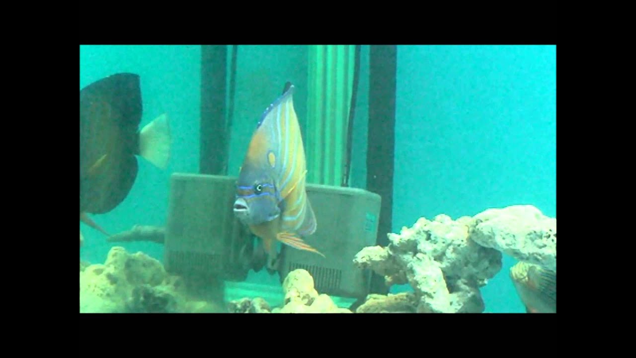 camera iphone 8 plus apk 78藍環神仙(白尾藍紋 香港)Pomacanthus annularis(Bluering angelfish)20130502