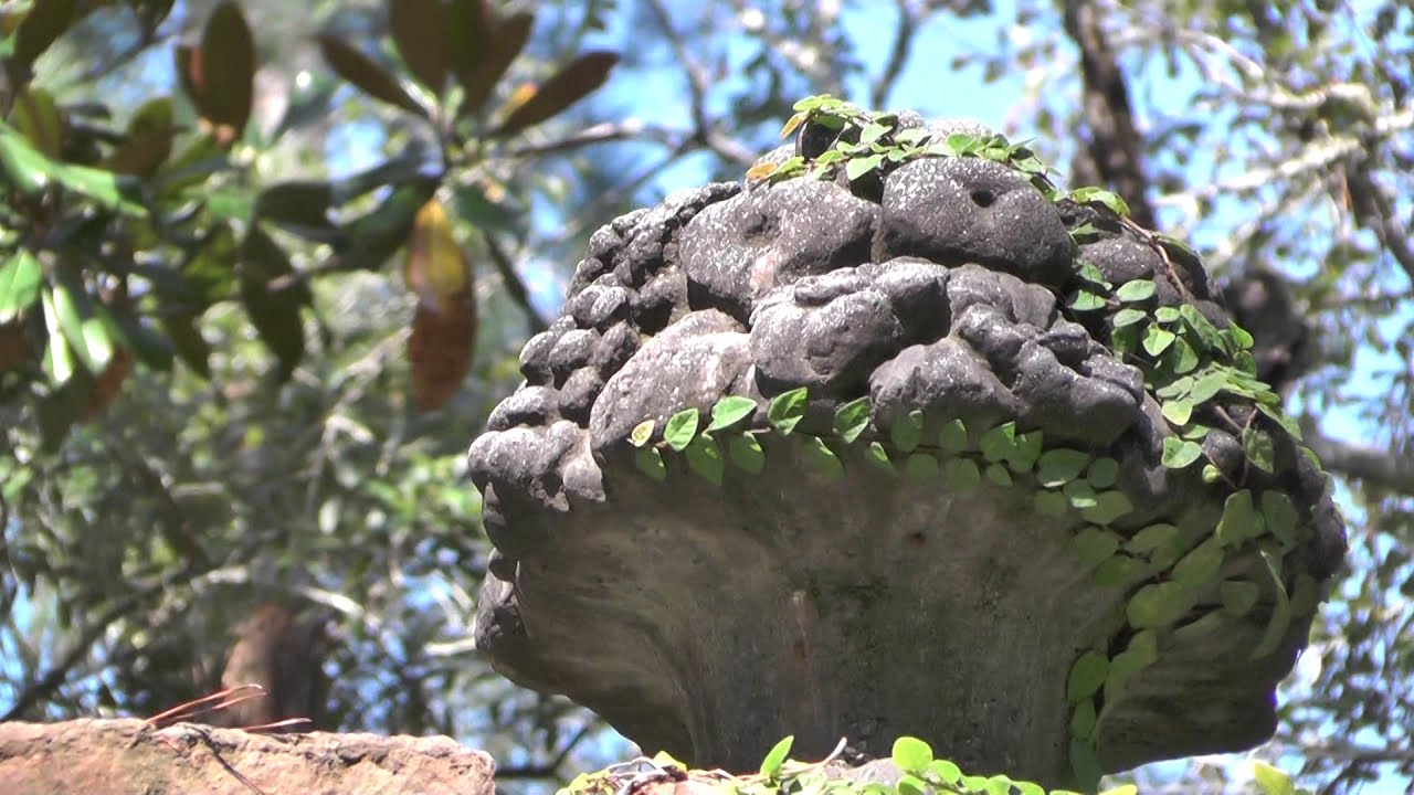 A Day at Mansfield Plantation