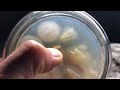 Фундук Трапезунд, mycelium Tuber magnatum pico, Alba