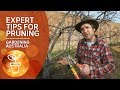 Expert tips for winter pruning and practical tool maintenance