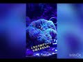 沖縄産ハタゴイソギンチャク（グリーン）埼玉〜北海道に‼️