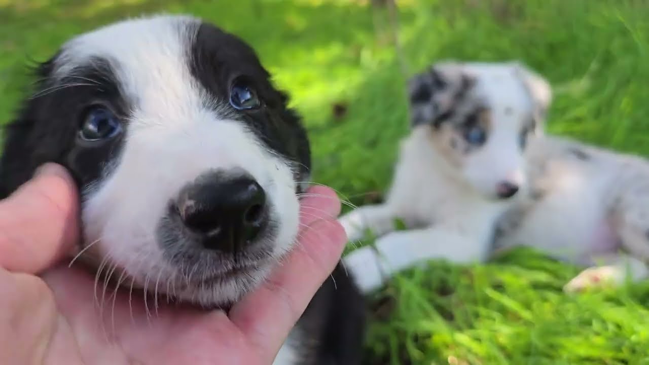 🍂 Enchanted Harvest Litter | Border Collie Puppies | Second Adventure Walk: The Magic of Motion 🍃
