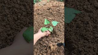 Planting Sweet Potato Vines: Traditional Gardening Method #shorts