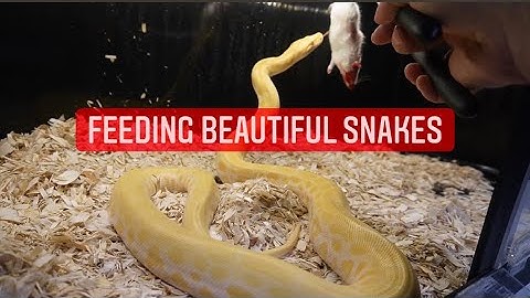 Snakes and Reptiles ;    FEEDING BURMESE PYTHON, BALL PYTHONs