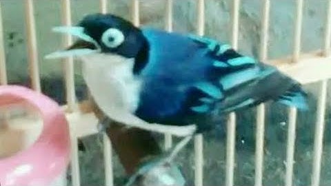 Burung Rambatan Loreng Doraemon Gacor