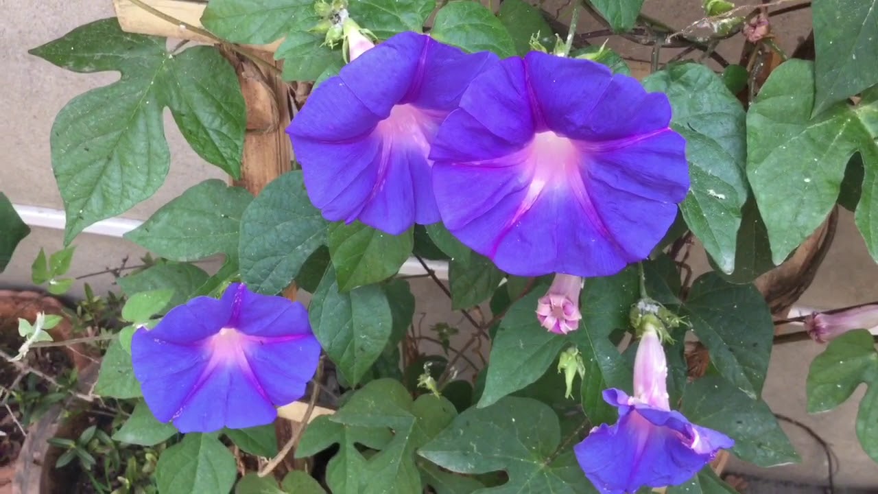Care and propagation of Morning Glory plant Summer garden