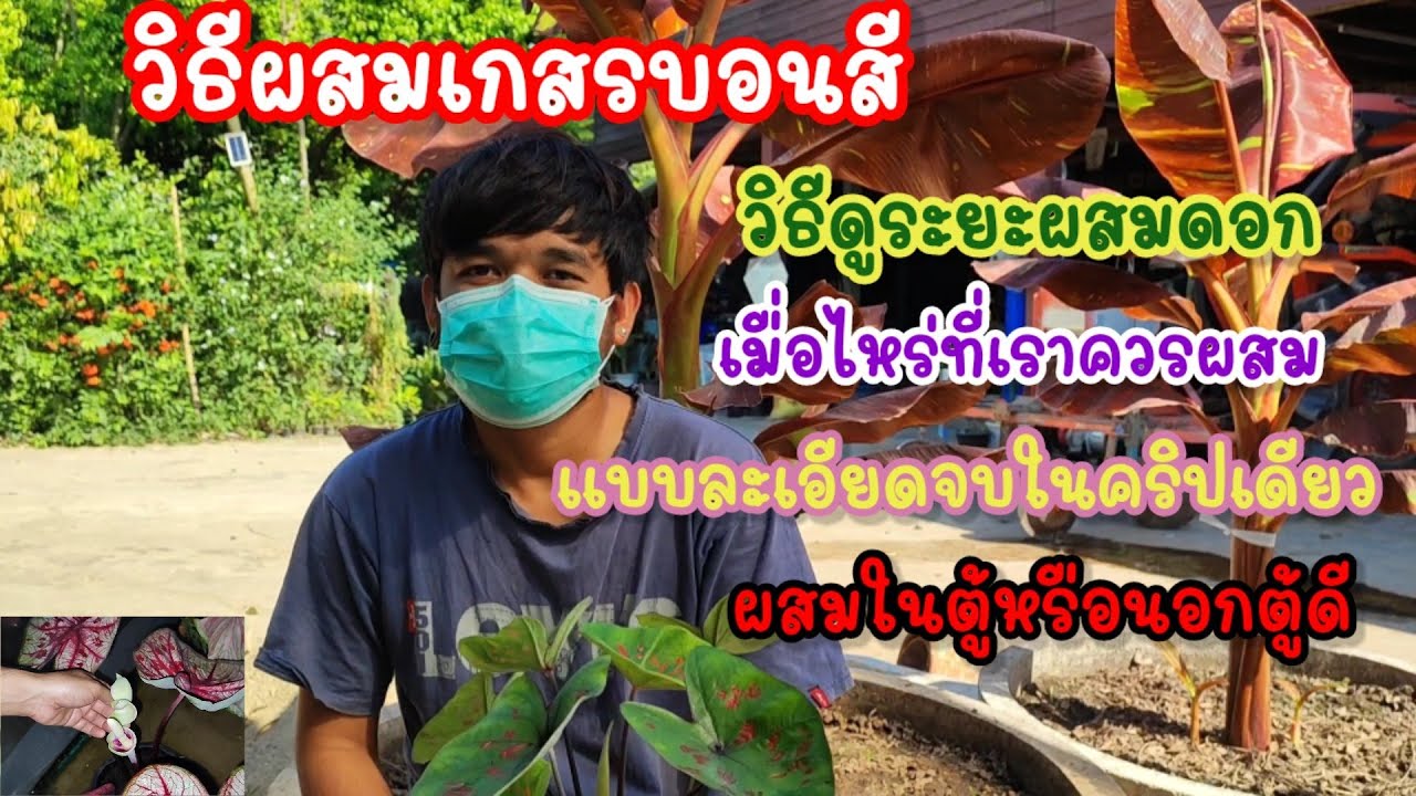 วิธีผสมเกสรบอนสีและดูระยะดอกว่าเมื่อไหร่ที่เราควรผสมแบบละเอียดผสมในตู้หรือนอกตู้ดี