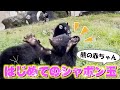 熊の赤ちゃんにはじめて「シャボン玉」見せたら反応がかわいすぎた！