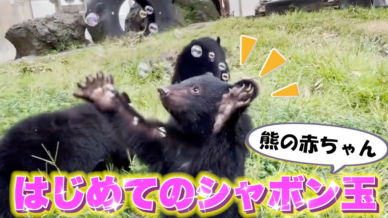 熊の赤ちゃんにはじめて「シャボン玉」見せたら反応がかわいすぎた！