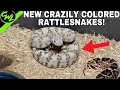 NEW CRAZILY COLORED RATTLESNAKES!!!