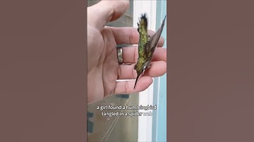 Rescued from Spider Web, This Hummingbird Returns With a Gift