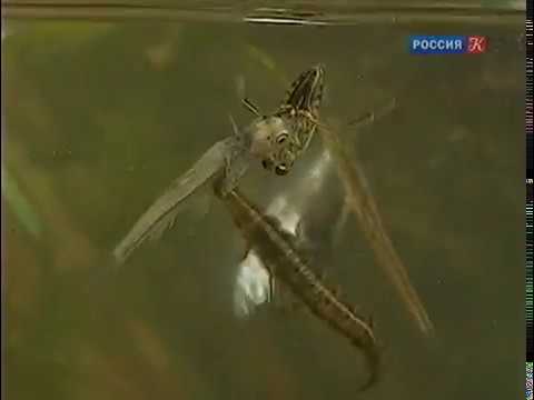 Миниатюрный подводный мир. Рассказы о природе.