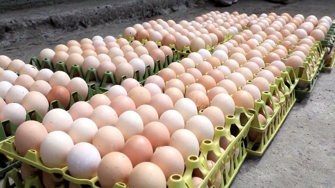 በሰሜን ጎንደር ዞን ደባርቅ ከተማ ምቃራ ቀበሌ የሚገኝ የዶሮ እርባታ