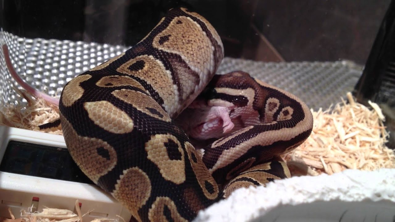 fire ball python eating - YouTube
