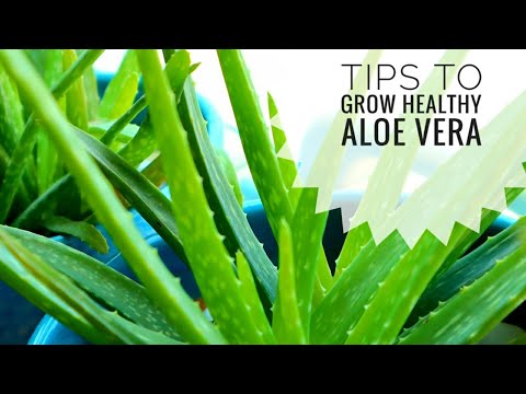 Video: How To Water Aloe? How Often Should You Water In Winter? How To Properly Water A Flower At Home?
