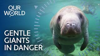 Why Manatees Are Disappearing From Our Oceans (4K Documentary)