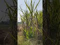 village tour #villagelife #village #villagelifestyle #sugarcane #wheat #crop #viral