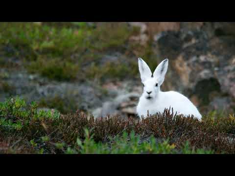 Video: Seuraa Valkoista Jänistä