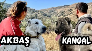 KANGAL VE AKBAŞ !!! MİLLİ IRKLARIMIZ AYNI KOYUN SÜRÜSÜNDELER / MİSAFİRİMİZ VAR / @Akbasturk