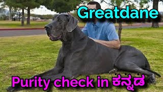 How to check purity of Great Dane puppy in kannada