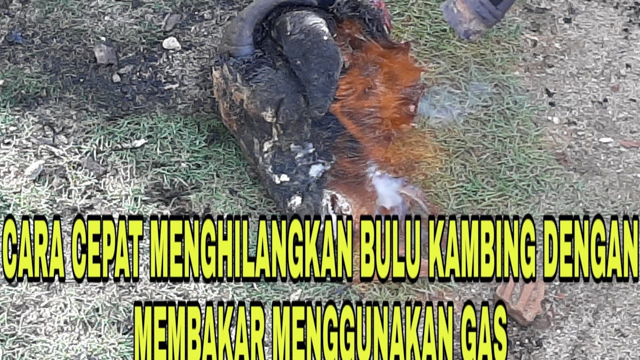  CARA  MENGHILANGKAN  BULU KAMBING DENGAN CEPAT YouTube