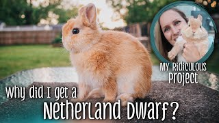 Why did I get a Netherland Dwarf??  My ridiculous rabbit project