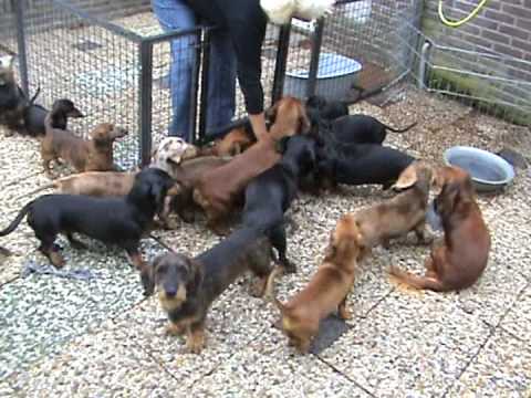The kennel "Mibafs Hoeve" YouTube