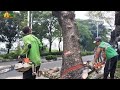 Don't blink, The Most Dangerous Job In The World? Watching This Giant Tree Crash Down!