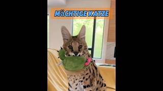 Ein Mann zähmte mit seiner Geduld ein wildes Tier #tier #tiere