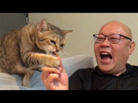 Try not to laugh  Cats are Smarter than Men! Just for laughs
