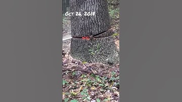 FIREWOOD | Mike struggles to fell oak tree stub in our woods #firewood #fellingtrees #stihlchainsaw