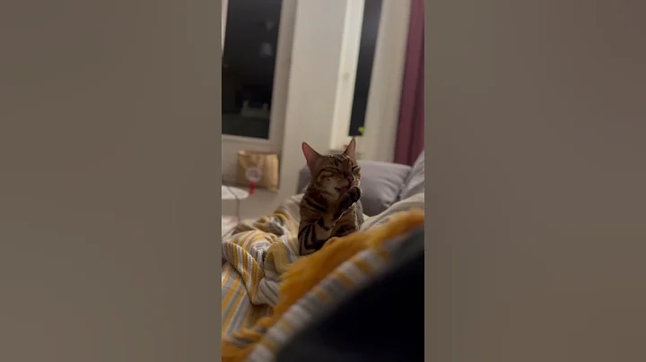 Video 4336131: bengalcat cats catlover, bengalcat cat pet, bengal cat cleaning