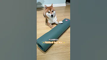 Yuzu The Shiba Uses The Manduka PROlite Yoga Mat 
