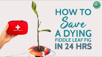 How To Save A Dying Fiddle Leaf Fig in 24 Hours or Less | Fiddle Leaf Fig Plant Resource Center