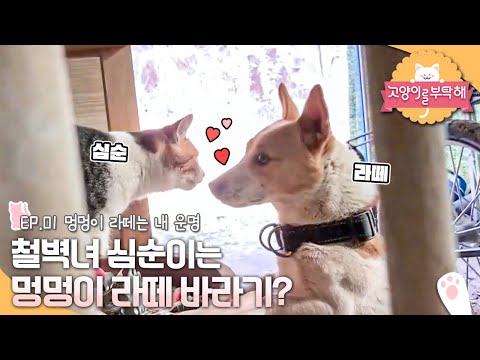 고양이를 부탁해 - 멍멍이 라떼는 내 운명_#001