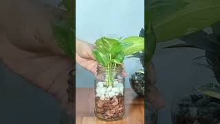 Grow Money Plant in Pebbles and Water #shorts