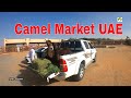 Walking in camel market in al ain abu dhabi uae 2022