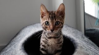 bengal kitten’s first day at home | foxnus the bengal cat