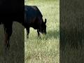 Cows (Listen closely, and you can hear them chomp!) #cow #cowsound #cows #cowshorts #bovine