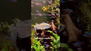 Рыбы гуппи и как их содержать.