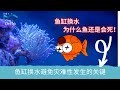 养鱼技术 - 鱼缸换水为什么鱼还是会死 | 然后换100%的水鱼不会死 | 换水要注意的关键 | 鱼缸换水避免灾难性发生的关键
