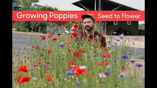 Growing Poppies • From Seed to Flower