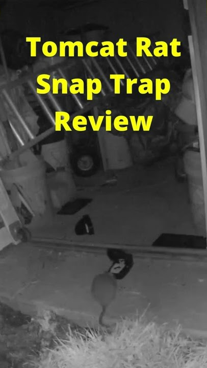 This Tomcat snap trap is a free buffet : r/MiceRatControl